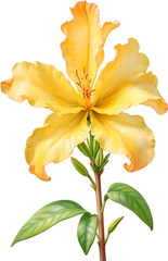 Watercolor painting of an Azalea flower.