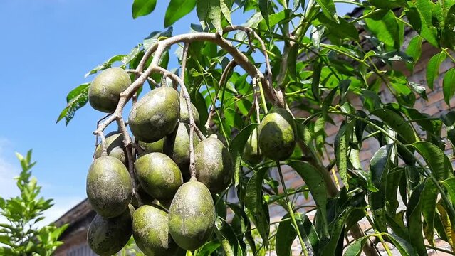 Kedondong fruit that is abundant and hanging down