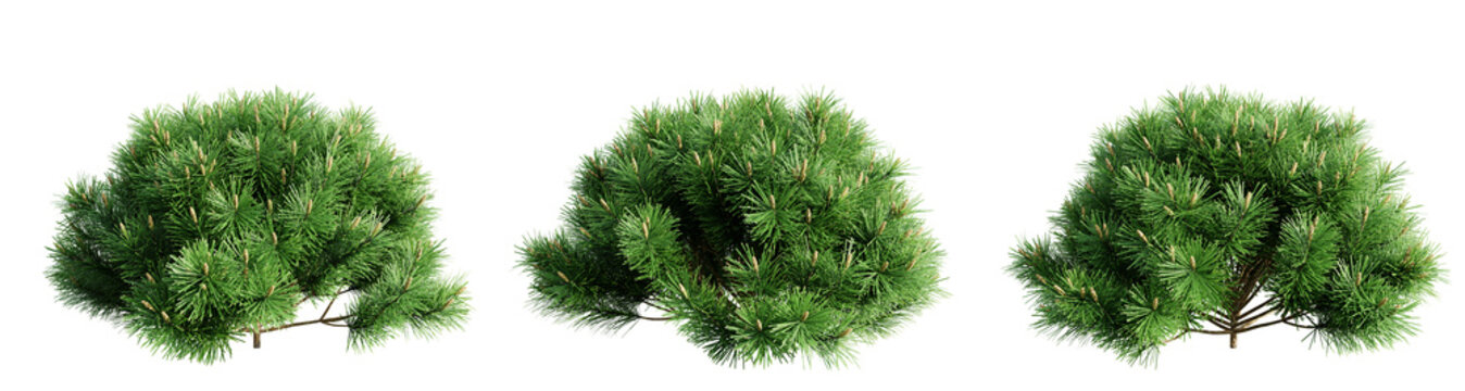 Pinus mugo pumilio isolate transparent background.3d rendering PNG