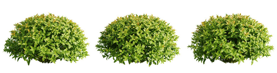 Spiraea japonica trees isolate transparent background.3d rendering PNG