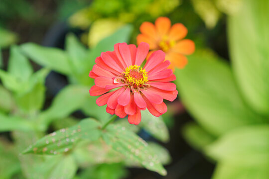 Zinnia elegans flowers in the park