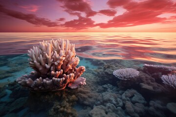 Sunrise Serenity: Coral waking up to the first light of the day.