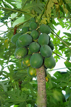 Low Angle a bunch papaya fruit on the tree