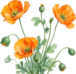 Obraz premium Welsh poppy flowers. Watercolor painting of Welsh poppy flowers.