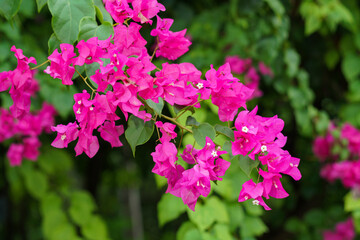 Bougainvillea or bugenvil flower in the park