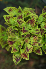 Close up coleus plant leaves are green and purple