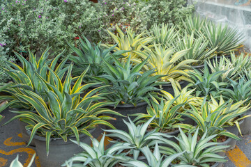 Fototapeta premium Large seedlings row blue agave plant grown for sale in pots outdoors at a garden center plantation.
