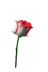 Isolated white and red rose flower on white background with cliping path