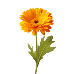 Calendula flower isolated on transparent background