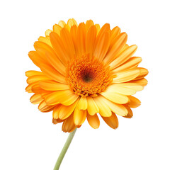 Naklejka premium Calendula flower isolated on transparent background