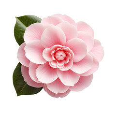 Camellia flower isolated on transparent background