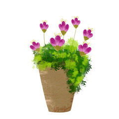 flower in a pot