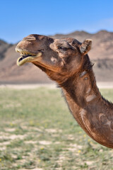 Camel in profile with mountains in the background in the Saudi Arabian desert.
