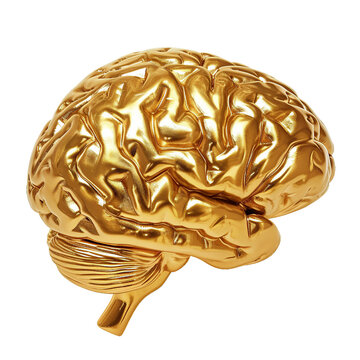 gold brain, isolated PNG object