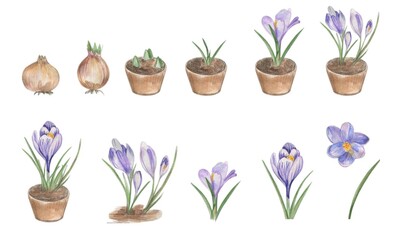 Naklejka na ściany i meble Crocus flower Life Cycle Watercolor Clipart. Growing Stages of plant. Floral Growth Cycle illustration set, Homeschool Card, Kids School Educational clipart, Biology clip art