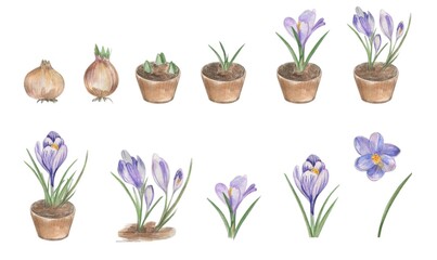 Crocus flower Life Cycle Watercolor Clipart. Growing Stages of plant. Floral Growth Cycle illustration set, Homeschool Card, Kids School Educational clipart, Biology clip art