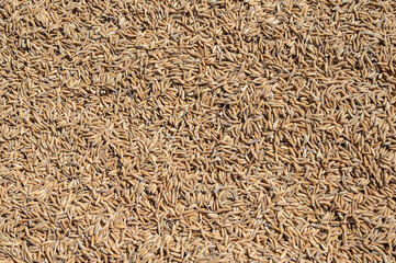 Full frame shot of rice paddy drying in the sun after harvesting.