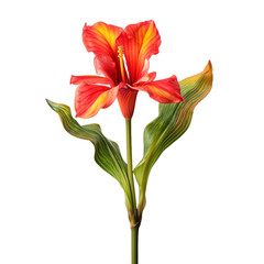 Canna Lily flower isolated on transparent background