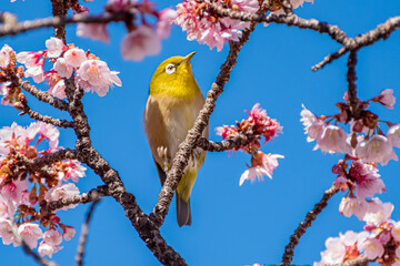日本一早咲きの熱海桜とメジロ4