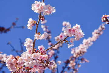 日本一早咲きの熱海桜（静岡県熱海市）2