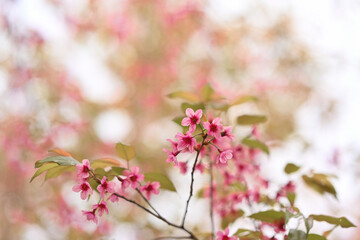 Pink Wild Himalayan cherry blossoms blooming on branches