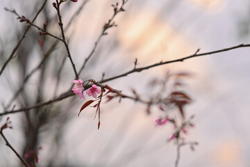 Pink Wild Himalayan Cherry Blossom branches against sky at sunrise in winter