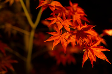An illuminated red leaves at the traditional garden at night in autumn close up
