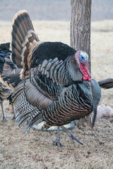 gobbler strutting around