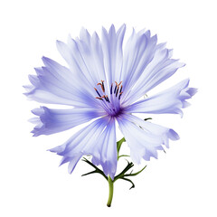 Chicory flower isolated on transparent background