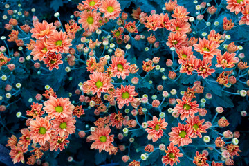 Orange mix green chrysanthemums mixed with a background covered with green leaves.