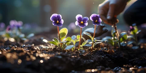 Gordijnen Purple pansies in garden © arte ador