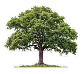 big Oak Tree PNG transparent tree and removed original background