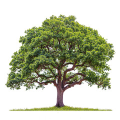 big Oak Tree PNG transparent tree and removed original background