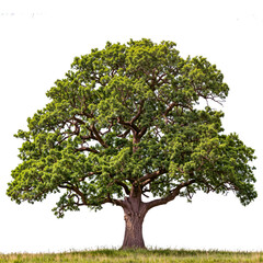 big Oak Tree PNG transparent tree and removed original background