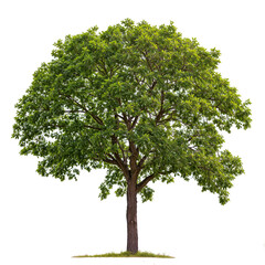 high quality PNG tree transparent file for drag and drop