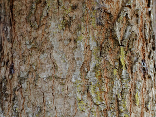 Close-up mango tree texture in the garden for nature background.