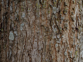 Fototapeta premium Close-up mango tree texture in the garden for nature background.