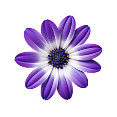 Cineraria flower isolated on transparent background