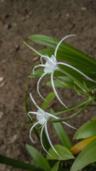 A beautiful flowering plant hymenocallis littoralis beach spider lily. White flowers with elegant long thin petals and stamens. Soft background - soil, green leaves. Malaysia.