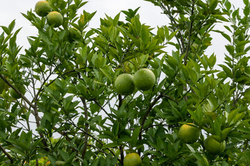 Bari 1 malta Cultivation of sweet Malta orange fruit. It contains vitamin-C Photo. taken after rain