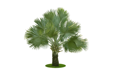 Bismarckia palm trees. (Bismarck) Planted on a lot of light green grass in the park. Isolated on white background and clipping path. png