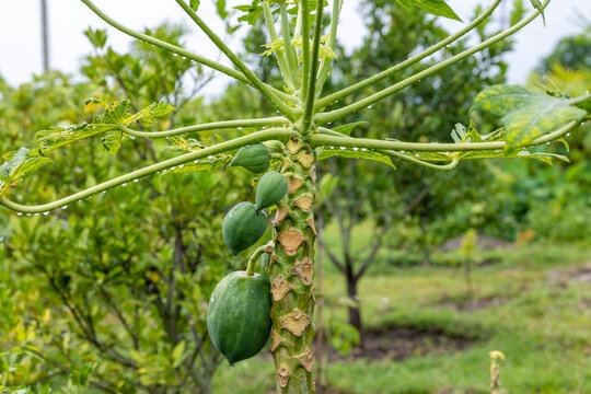 Green Papaya fruit and flower picture after Rain.outdoor Papaya tree and flower picture.