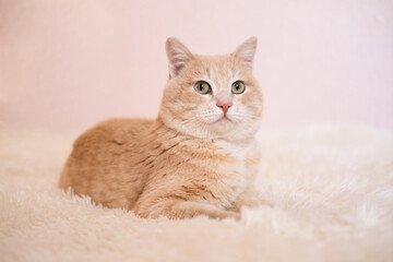 Close-up portrait of a cute ginger cat sleeping on a white bed.