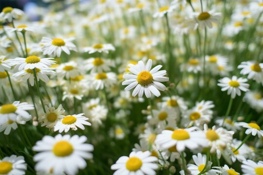 White daisies in the garden, shallow depth of field