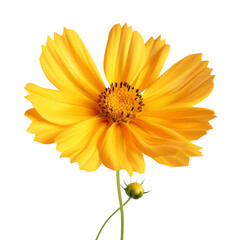Coreopsis flower isolated on transparent background