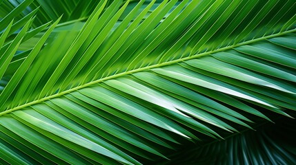 Fototapeta premium tropical palm leaf isolated on white background