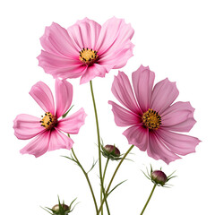 Cosmos flower isolated on transparent background