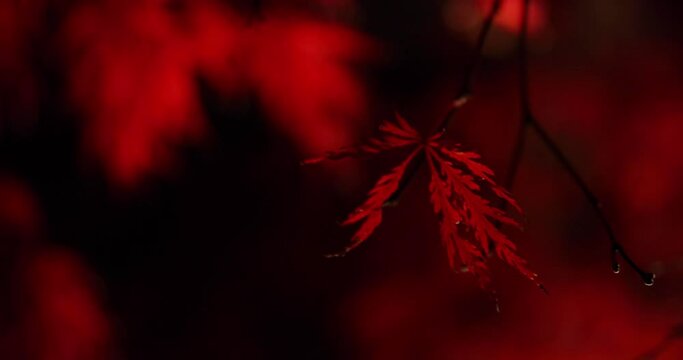 An illuminated red leaves at the traditional garden at night in autumn close up