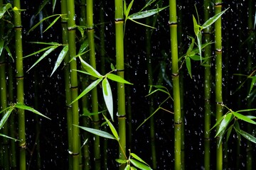 Bamboo forest with raindrops on the leaves,  Natural background
