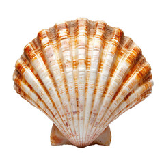 Scallop shell, isolated PNG object - obrazy, fototapety, plakaty